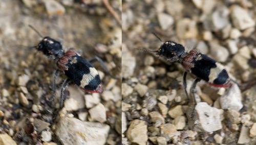 Clerus mutillarius