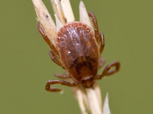Haemaphysalis concinna