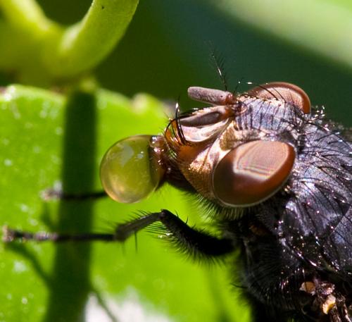 Réf. 46 246 : Calliphora vicina