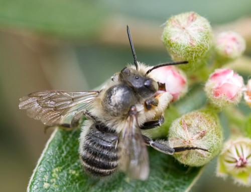 Megachile sp.