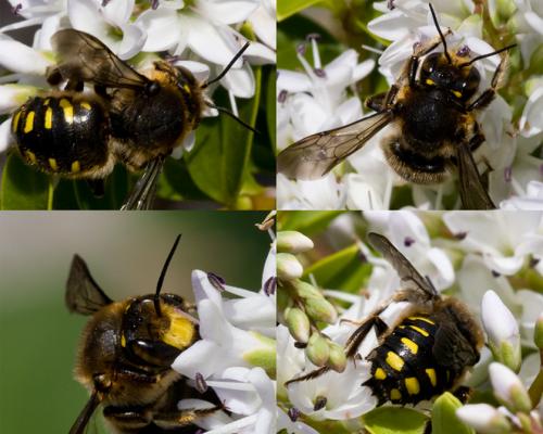 Anthidium septemspinosum