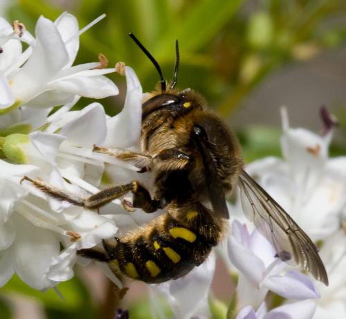 Anthidium septemspinosum