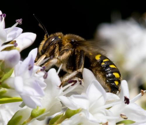 Anthidium septemspinosum