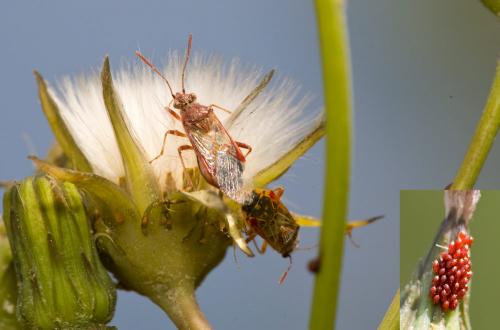 Liorhyssus hyalinus