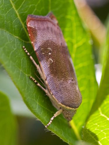 Noctua sp.