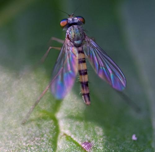 Sciapus sp.