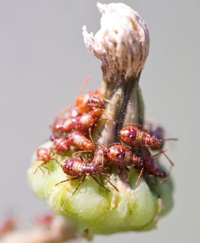 Liorhyssus hyalinus