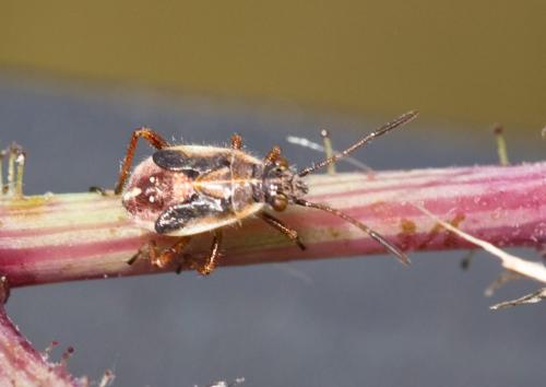 Liorhyssus hyalinus