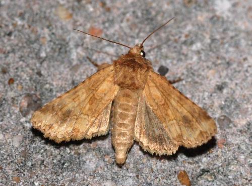 Réf. 46 363 : Conisania luteago