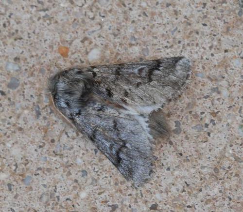 Réf. 46 496 : Thaumetopoea pityocampa