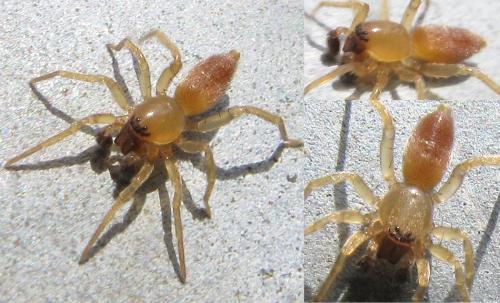 Clubiona sp.