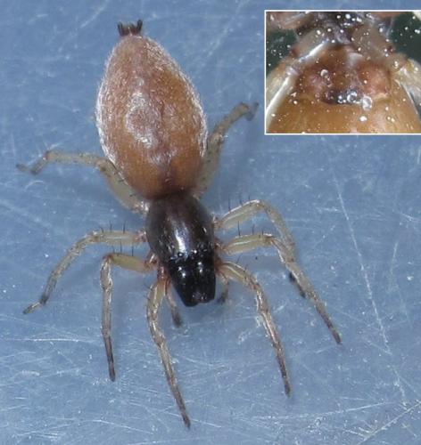 Clubiona sp.