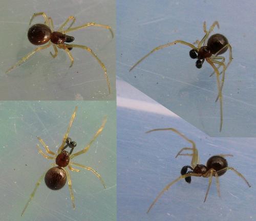 Réf. 46 621 : Neottiura bimaculata