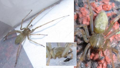 Réf. 46 744 : Cheiracanthium mildei