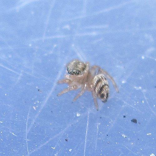 Evarcha sp.
