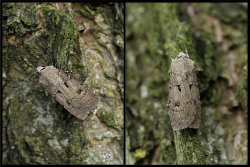 Réf. 46 494 : Agrotis exclamationis