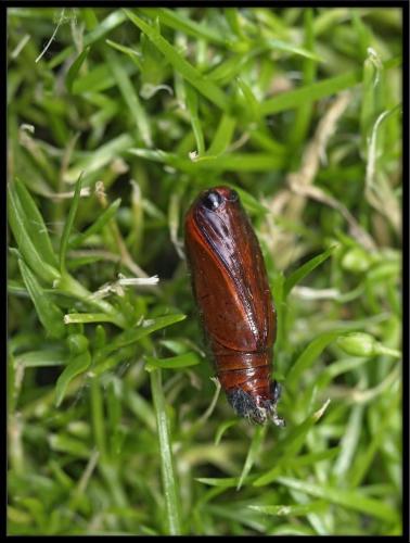Eilema lurideola