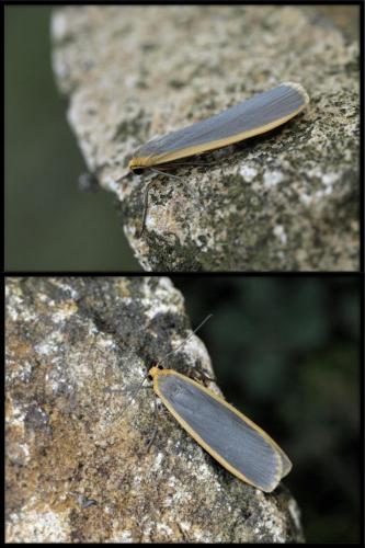 Eilema lurideola