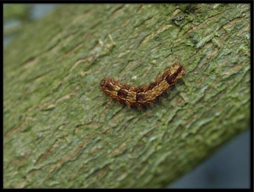 Nola confusalis