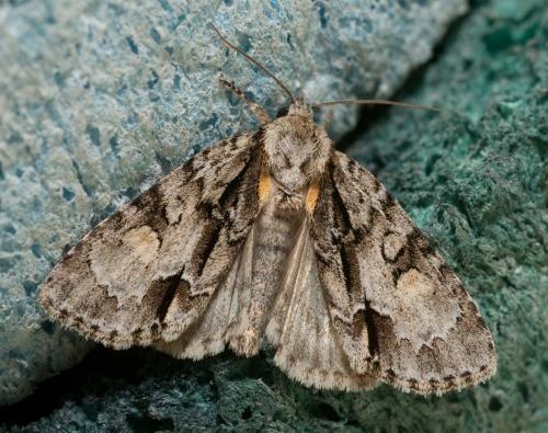 Acronicta strigosa