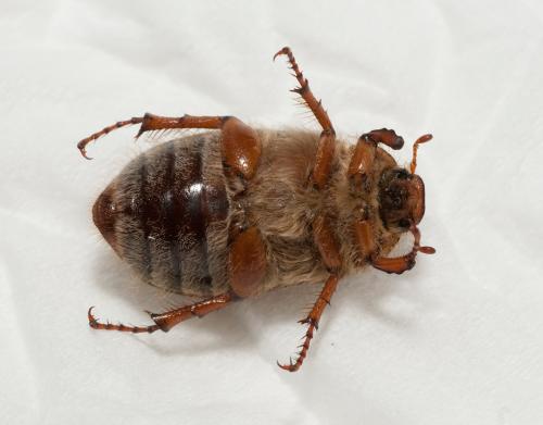 Amphimallon solstitiale