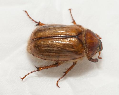 Amphimallon solstitiale