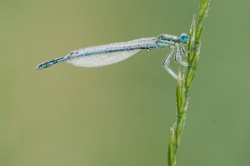 Platycnemis pennipes