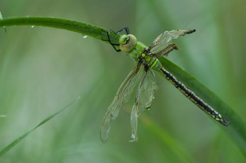 Anax imperator
