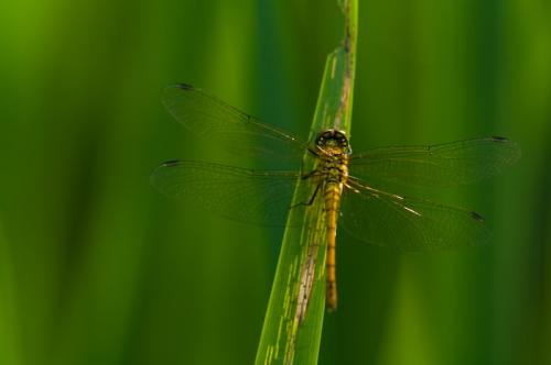 Sympetrum sanguineum