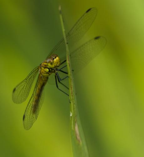 Sympetrum sanguineum
