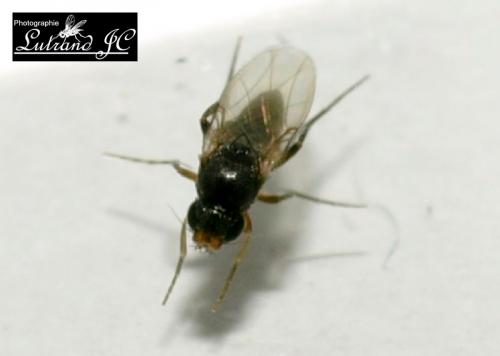 Megaselia sp.