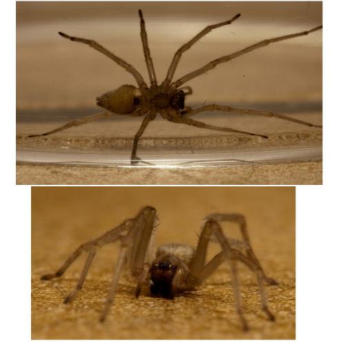 Cheiracanthium sp.