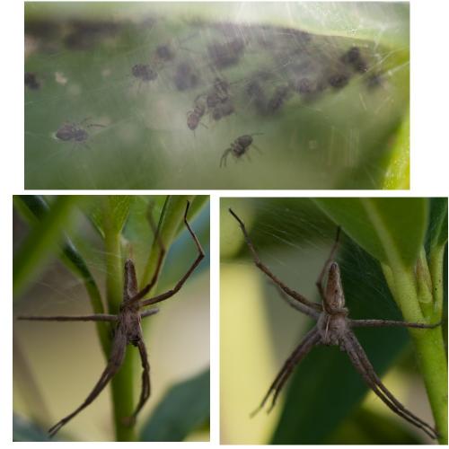 Pisaura mirabilis