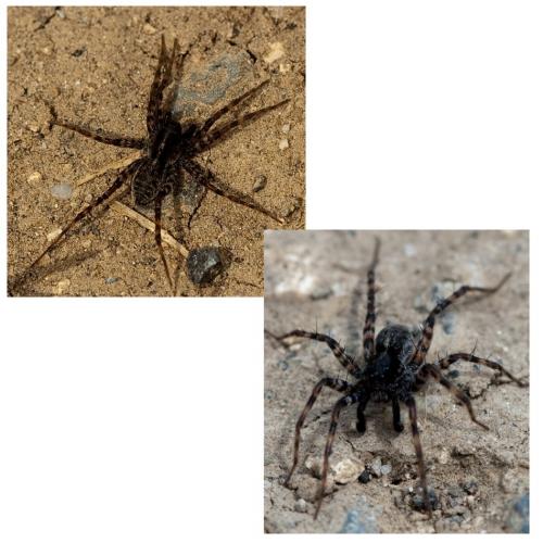 Pardosa sp.