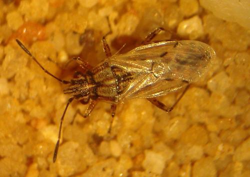 Réf. 46 156 : Nysius sp.
