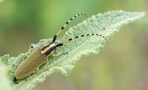Agapanthia kirbyi