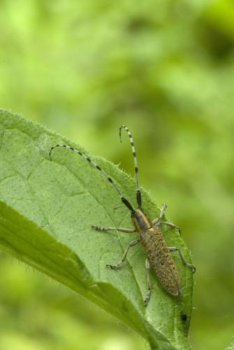 Agapanthia villosoviridescens