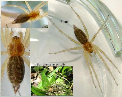 Réf. 46 614 : Agelena sp.