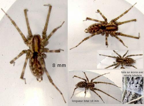 Réf. 46 955 : Tegenaria silvestris