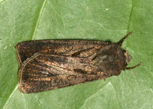 Réf. 46 992 : Agrotis exclamationis