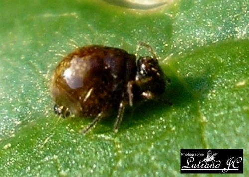 Allacma fusca