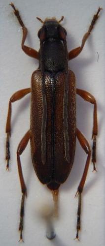 Réf. 46 882 : Alosterna tabacicolor
