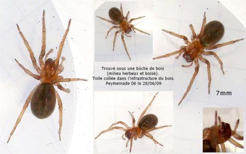 Réf. 46 894 : Amaurobius erberi