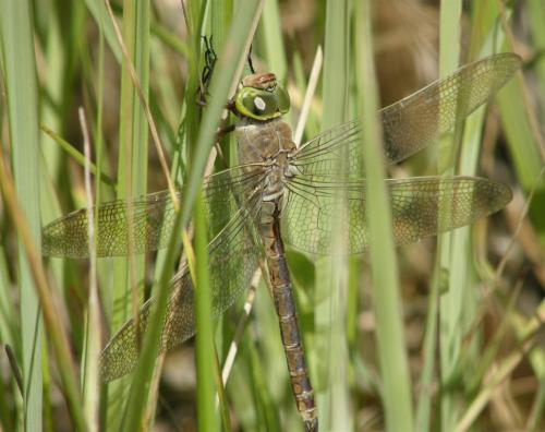Anax parthenope