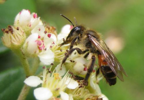 Andrena florea