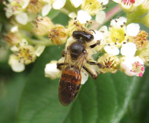 Andrena florea