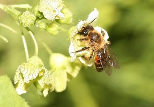 Andrena florea