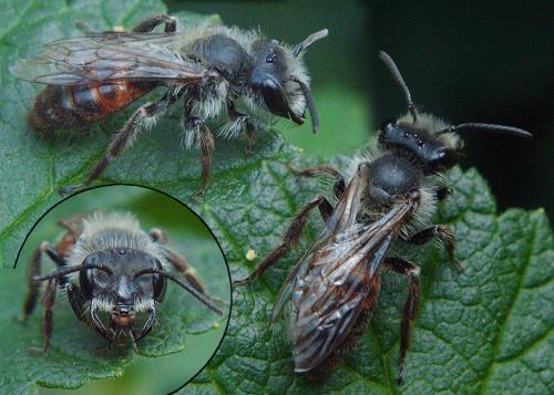 Andrena florea