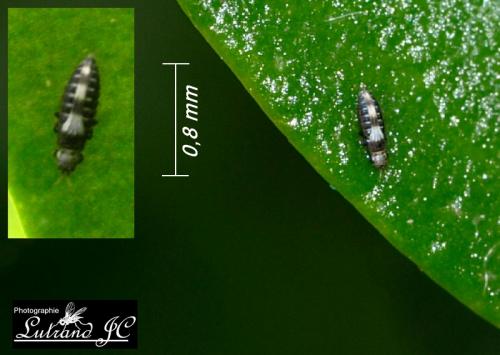 Réf. 46 534 : Dendrothrips ornatus