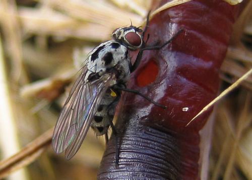 Réf. 46 078 : Anthomyia pluvialis